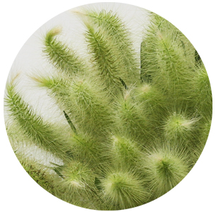 Пеннисетум зелёный (Pennisetum green)