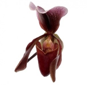 Орхидея Пафиопедилум (Paphiopedilum)