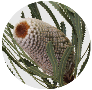 Банксия Хукериана (Banksia Hookeriana)