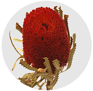 Банксия Хукериана крашеная красная (Banksia red)