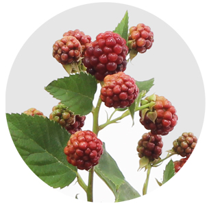 Рубус Честер (Rubus Chester)