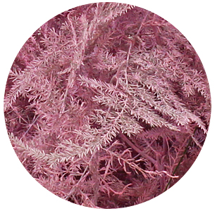 Аспарагус перистый крашеный светло-розовый (Asparagus plumosus painted light pink)