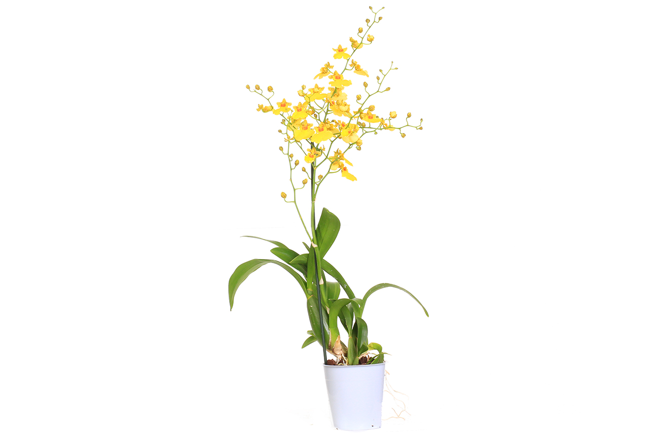 Орхидея Онцидиум (Oncidium)