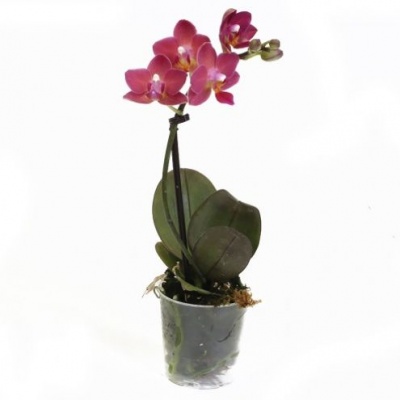 Орхидея Фаленопсис мини (Phalaenopsis mini)