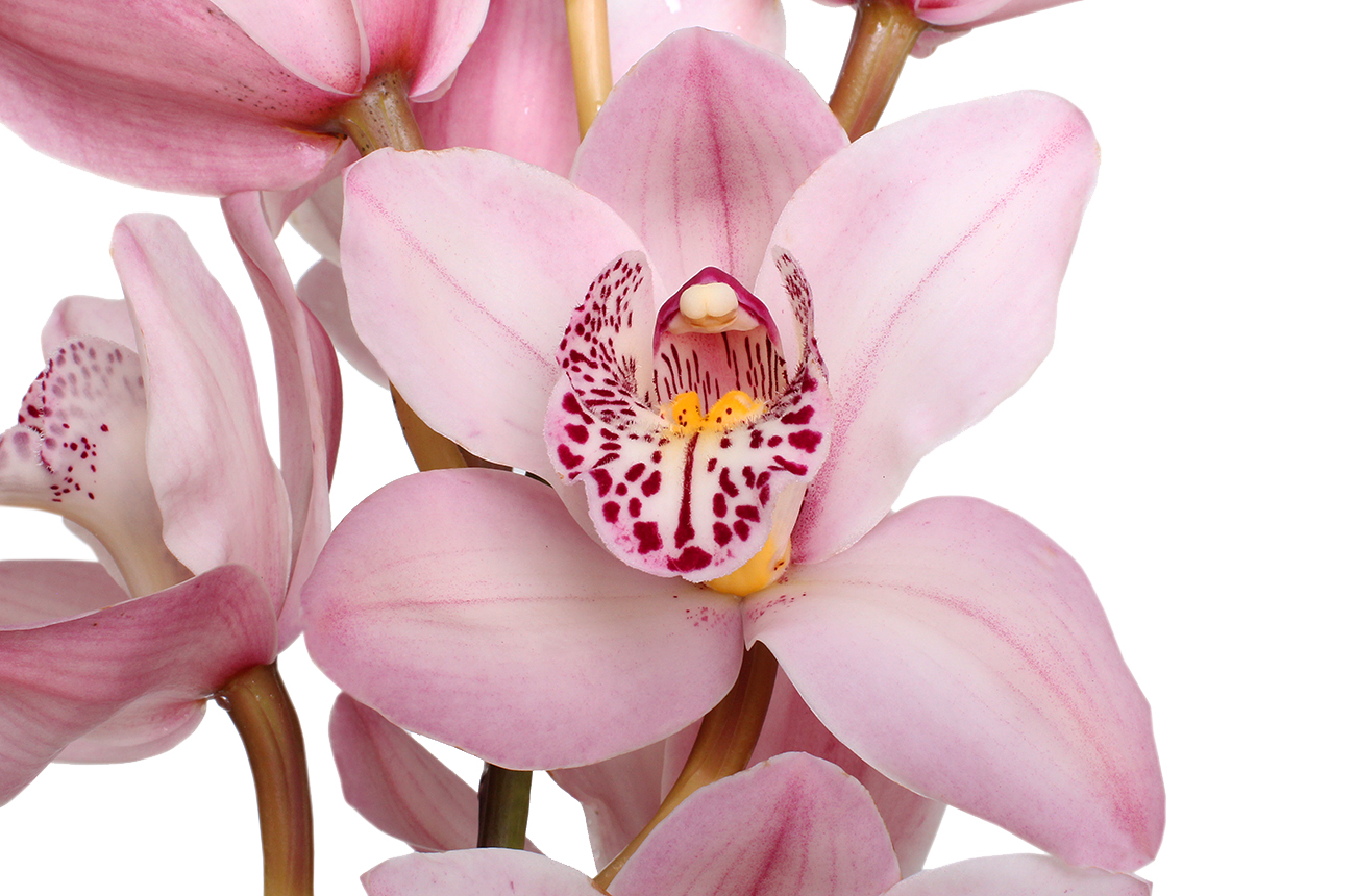 Орхидея Колокольчик