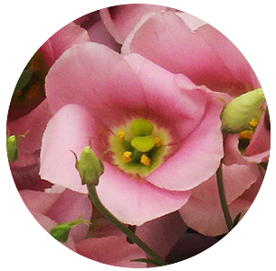 Лизиантус Ботаник пинк (Botanic Pink)
