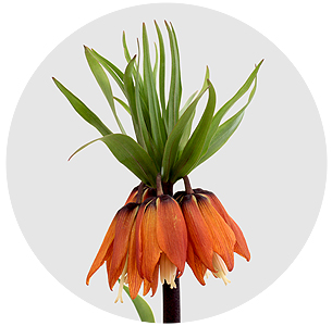 Фритиллярия Персика орнжевая (Fritillaria Persica orange)