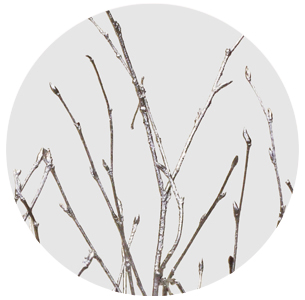 Берёза крашеная серебряная (Betula painted silver)