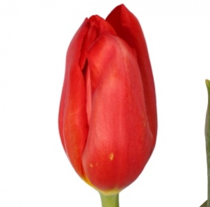 Тюльпан красный (red)