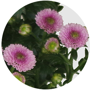 Хризантема-мини Беллисима светло-розовая