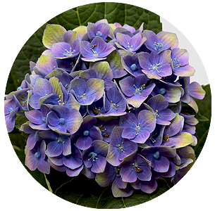 Гортензия Аметист лиловая (Amethyst lilac)