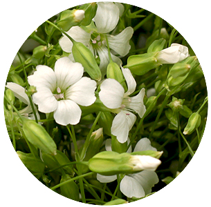 Сопонария белая (Saponaria white)