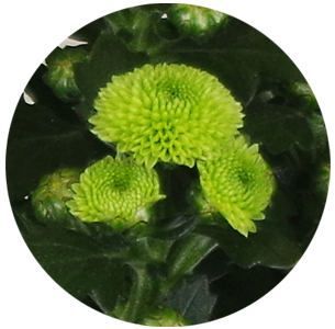 Хризантема-мини Беллисима ярко-зелёная
