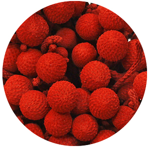 Бруния Альбифлора крашеная красная (Brunia Albiflora Red)
