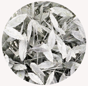 Хасмантиум крашеный белый (White)