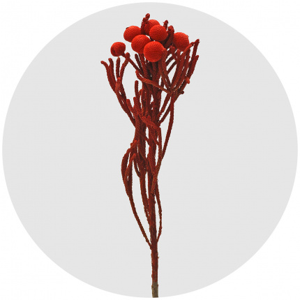 Бруния Альбифлора крашеная красная (Brunia Albiflora Red)