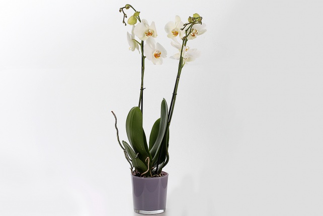 Орхидея Фаленопсис (Phalaenopsis) микс 9