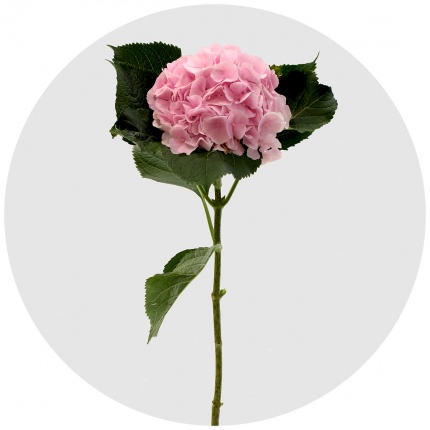 Гортензия Верена розовая (Verena Pink)