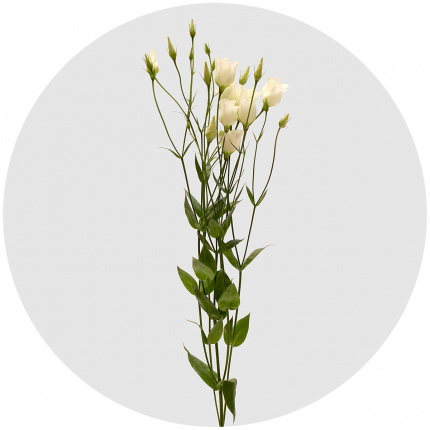 Лизиантус Ботаник белый (Botanic White)