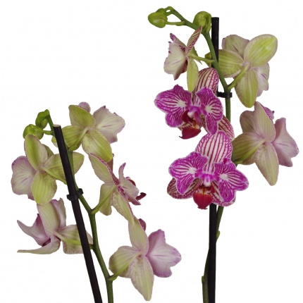 Орхидея Фаленопсис (Phalaenopsis) микс 1