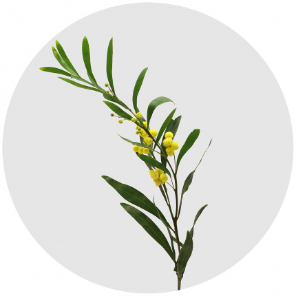 Мимоза Флорибунда (Mimosa Floribunda)