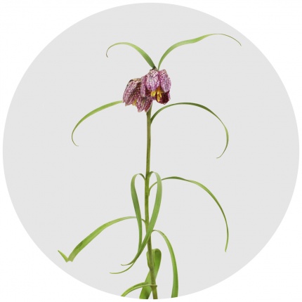 Фритиллярия мелеагрис (Fritillaria meleagris)