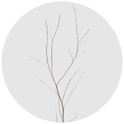 Берёза крашеная серебряная (Betula painted silver)
