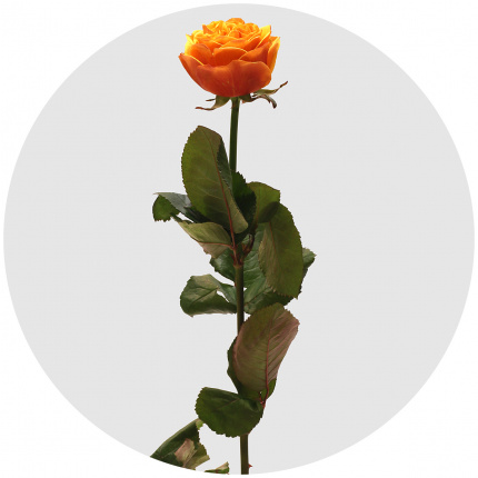 Роза Лиана Оранж (Liana Orange)