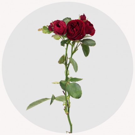 Роза кустовая Руби Бижу  (Ruby Bijoux)