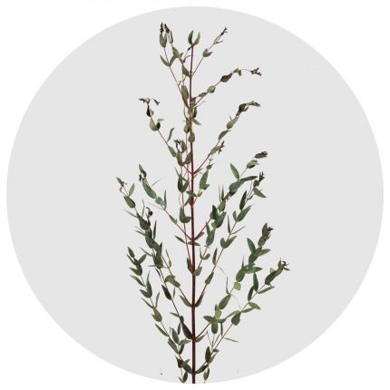 Эвкалипт Парвифолия (Рarvifolia)