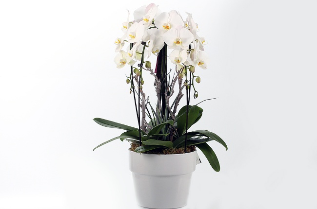 Орхидея Фаленопсис (Phalaenopsis) микс 8