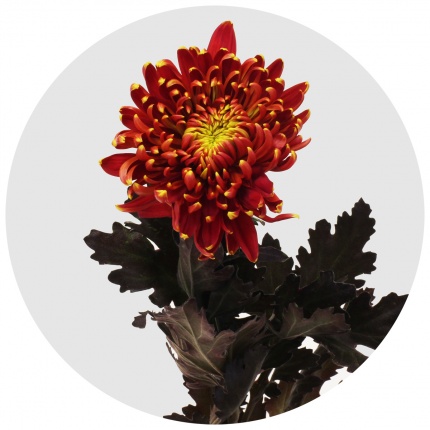 Хризантема одноголовая Том Пирс красный (Tom Pearce)