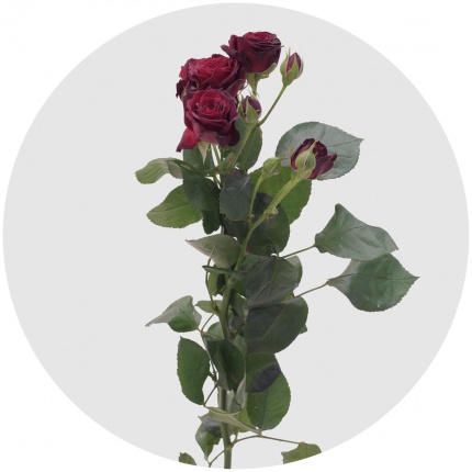 Роза кустовая Анжелика (Angelique)