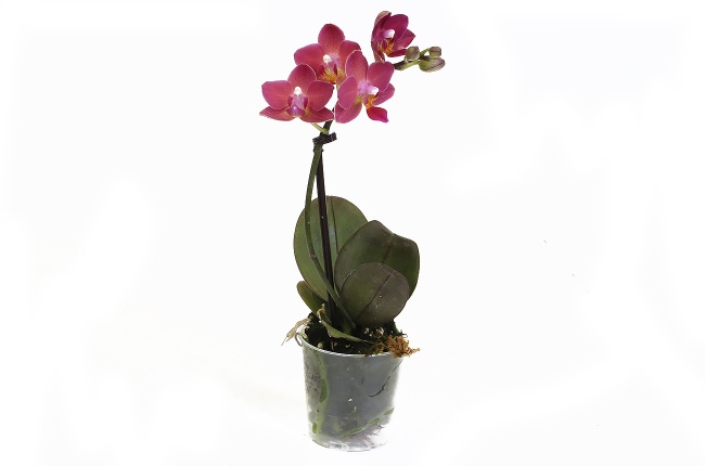 Орхидея Фаленопсис мини (Phalaenopsis mini)