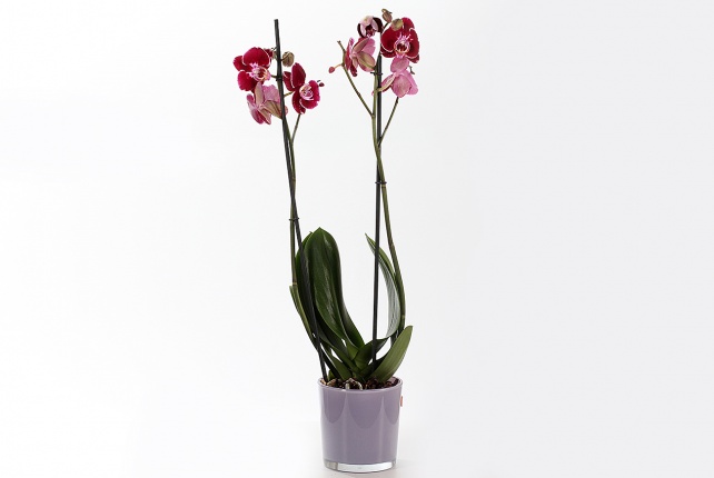 Орхидея Фаленопсис (Phalaenopsis) микс 9