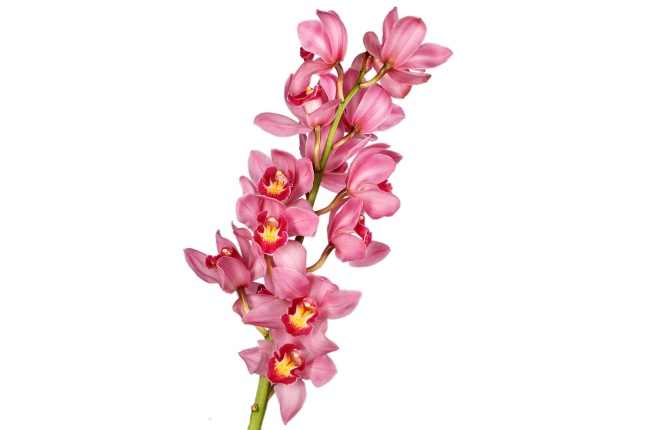 Орхидея Цимбидиум темно-розовая