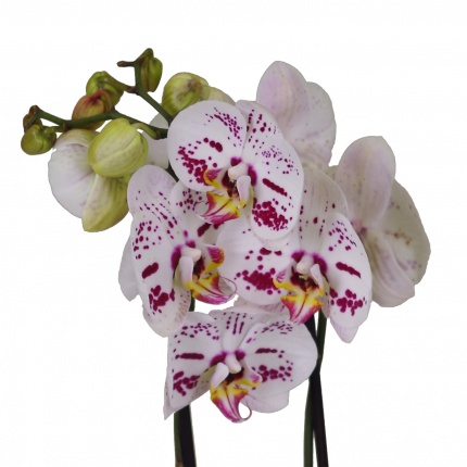 Орхидея Фаленопсис (Phalaenopsis) микс 5