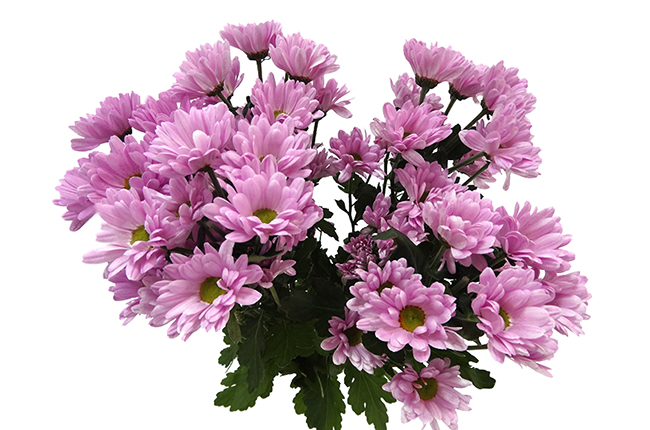 Хризантема кустовая Катинка (Katinka)