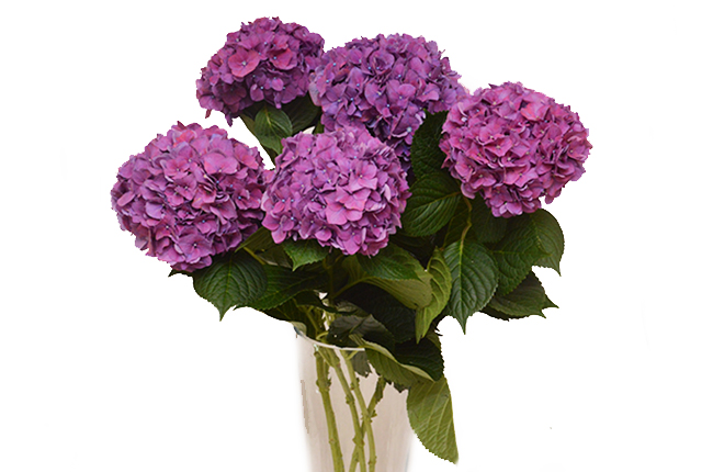 Гортензия лиловая