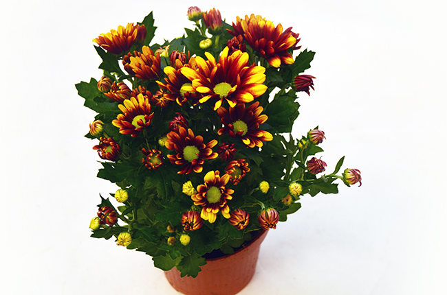 Хризантема (Chrysanthemum)