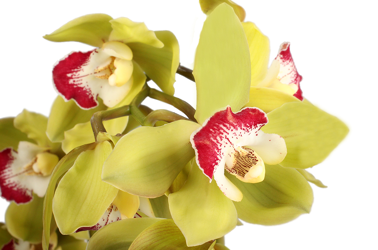 Орхидея Цимбидиум мини
