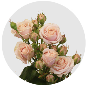 Кустовая роза Reflex — купить по цене 80 грн, артикул с доставкой по Одессе