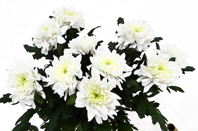 Хризантема одноголовая Зембла белая (Zembla white)
