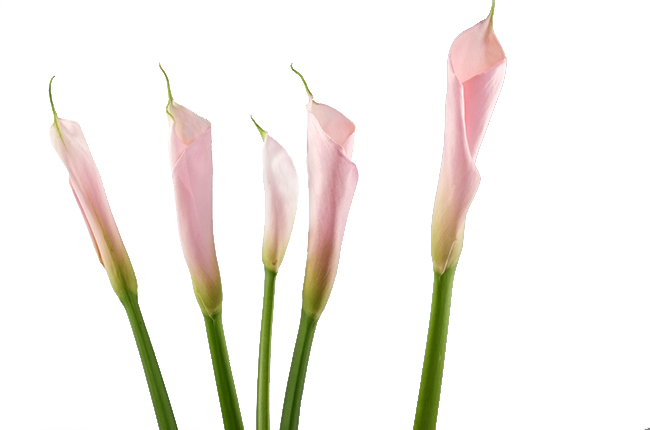 Калла Фламинго (Flamingo)