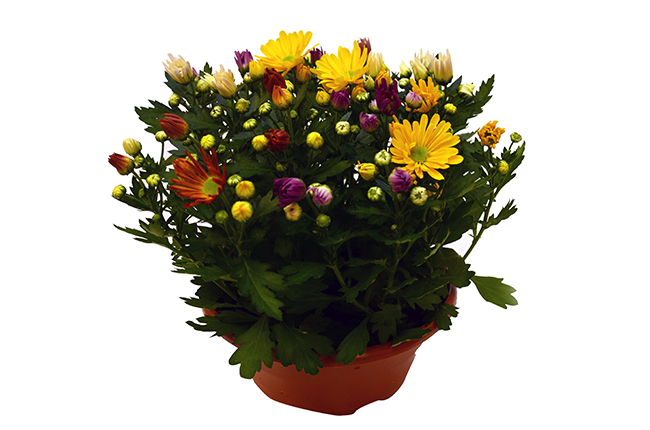 Хризантема (Chrysanthemum)