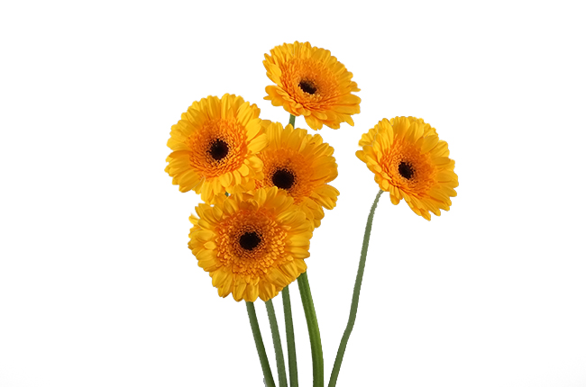 Гербера мини Сан Голд (Sun Gold)