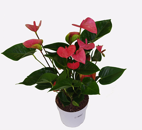 Антуриум (Anthurium)