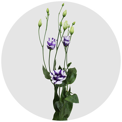 Лизиантус Флер Элиза синий (Fleur Elisa blue)