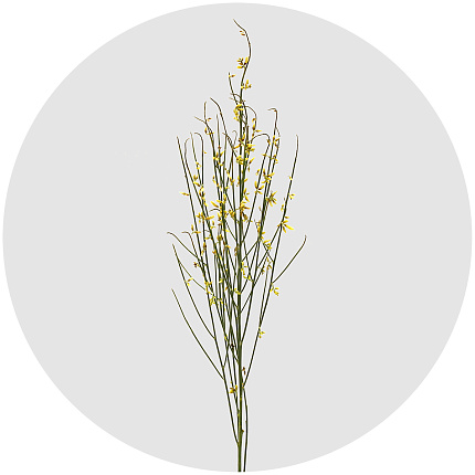 Джинстер жёлтый (yellow)