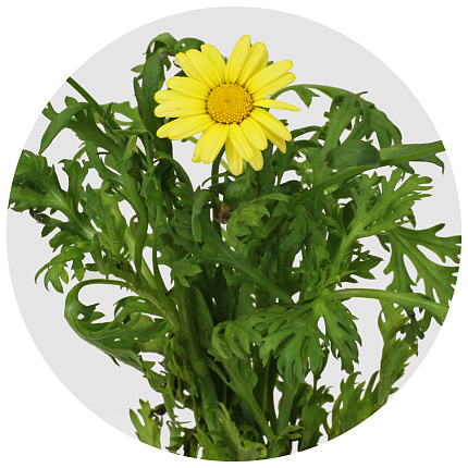 Ромашка жёлтая (Margrieten Yelloy)
